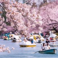 OSAKA – KOBE – KYOTO – NAGOYA – NÚI PHÚ SĨ – TOKYO1