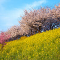 HÀ NỘI – BUSAN – CỐ ĐÔ GYEOUNGJU – SEOUL – HÀ NỘI4