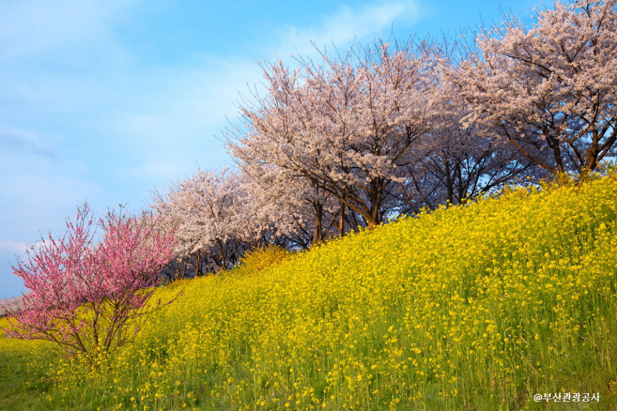 HÀ NỘI – BUSAN – CỐ ĐÔ GYEOUNGJU – SEOUL – HÀ NỘI4