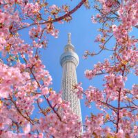 HÀ NỘI – NAGOYA – NARA – OSAKA – KYOTO – NÚI PHÚ SĨ – TOKYO – NGẮM HOA ANH ĐÀO – HÀ NỘI10