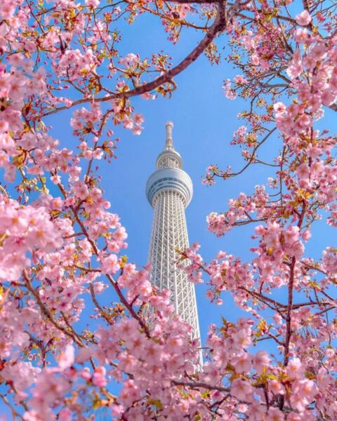 HÀ NỘI – NAGOYA – NARA – OSAKA – KYOTO – NÚI PHÚ SĨ – TOKYO – NGẮM HOA ANH ĐÀO – HÀ NỘI10