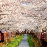 HÀ NỘI – SEOUL – NAMI – LOTTE VN3