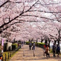 HÀ NỘI – NAGOYA – NARA – OSAKA – KYOTO – NÚI PHÚ SĨ – TOKYO – NGẮM HOA ANH ĐÀO – HÀ NỘI9