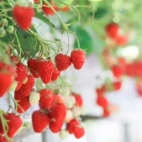 Tour du lịch Hàn Quốc – Trượt tuyết – Seoul – Lotte – Elysian 5 ngày 4 đêm1