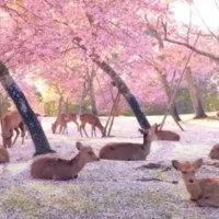 HÀ NỘI – NAGOYA – NARA – OSAKA – KYOTO – NÚI PHÚ SĨ – TOKYO – NGẮM HOA ANH ĐÀO – HÀ NỘI2