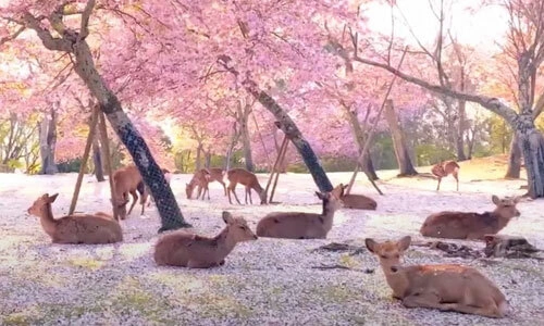 HÀ NỘI – NAGOYA – NARA – OSAKA – KYOTO – NÚI PHÚ SĨ – TOKYO – NGẮM HOA ANH ĐÀO – HÀ NỘI2