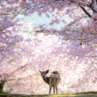 HÀ NỘI – NAGOYA – NARA – OSAKA – KYOTO – NÚI PHÚ SĨ – TOKYO – NGẮM HOA ANH ĐÀO – HÀ NỘI4