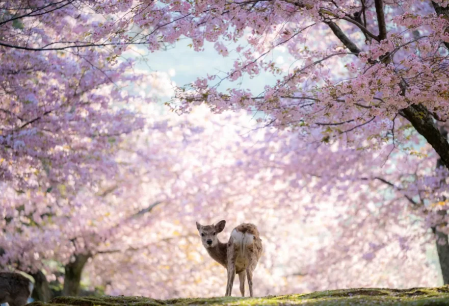 HÀ NỘI – NAGOYA – NARA – OSAKA – KYOTO – NÚI PHÚ SĨ – TOKYO – NGẮM HOA ANH ĐÀO – HÀ NỘI4