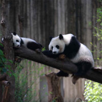 ÂN THI – PHƯỢNG HOÀNG CỔ TRẤN – TRƯƠNG GIA GIỚI – THẤT TINH SƠN – HỒ BẢO PHONG4