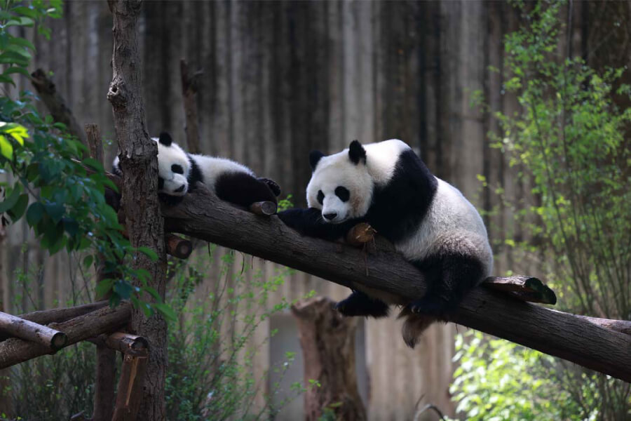 ÂN THI – PHƯỢNG HOÀNG CỔ TRẤN – TRƯƠNG GIA GIỚI – THẤT TINH SƠN – HỒ BẢO PHONG4