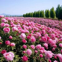 HÀ NỘI – TÂY AN – LẠC DƯƠNG – THIẾU LÂM TỰ – TRỊNH CHÂU – KHAI PHONG PHỦ9